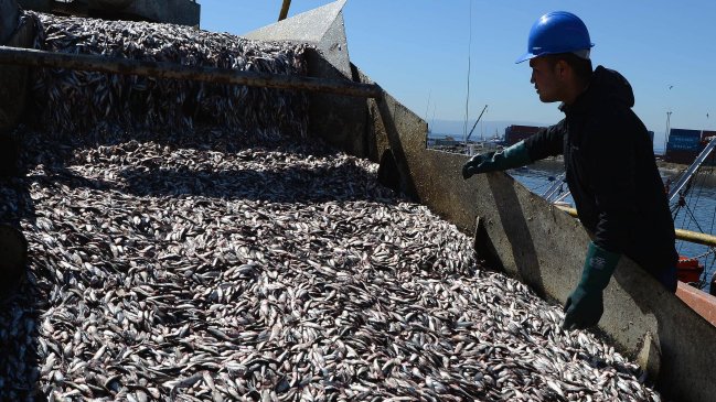 Subsecretaría de Pesca anuncia proyecto para recuperar pesquerías sobreexplotadas