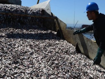 Subsecretaría de Pesca anuncia proyecto para recuperar pesquerías sobreexplotadas