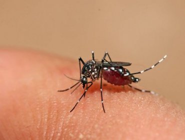 Decretan alerta sanitaria en región de Tarapacá por mosquito que causa fiebre amarilla