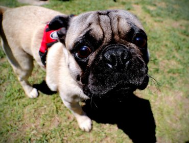 Senadores impulsan proyectos para calificar a animales como seres y no objetos