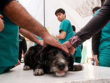 Macabro maltrato animal: Sujeto patea y salta sobre abdomen de su perro en Independencia