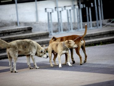 Niño fue operado luego de ser mordido por un perro en la comuna de Quilpué