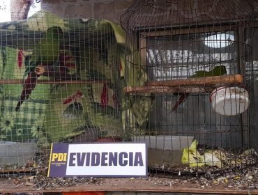 Brigada de Delitos Contra el Medio Ambiente rescata aves protegidas en Quilpué