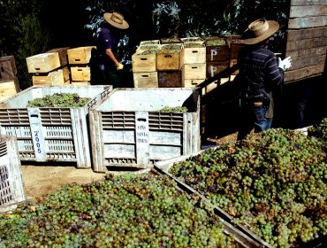 Agrícola Campillay anunció el cierre de sus puertas por falta de solvencia