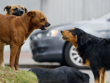 Intendencia lanzó programa para reubicar 500.000 perros callejeros en la capital