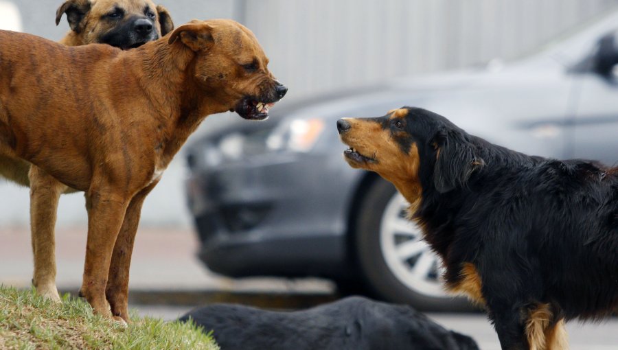 Intendencia lanzó programa para reubicar 500.000 perros callejeros en la capital