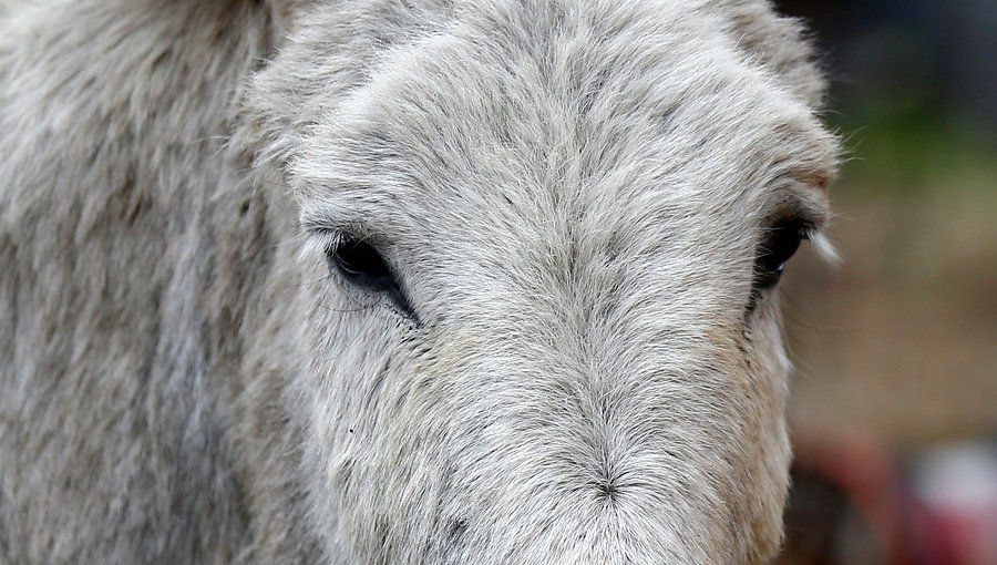 Fotografía da cuenta de cruel caso de maltrato a un burro en el cerro El Litre de Valparaíso