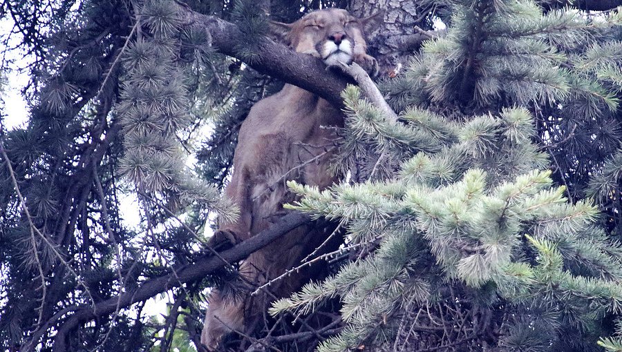 Conaf denunció hallazgo de puma muerto en el Parque Nacional Torres del Paine