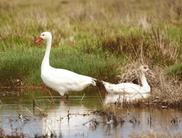 Santo Domingo: 11.280 aves se censaron durante el año pasado en la Reserva Nacional El Yali