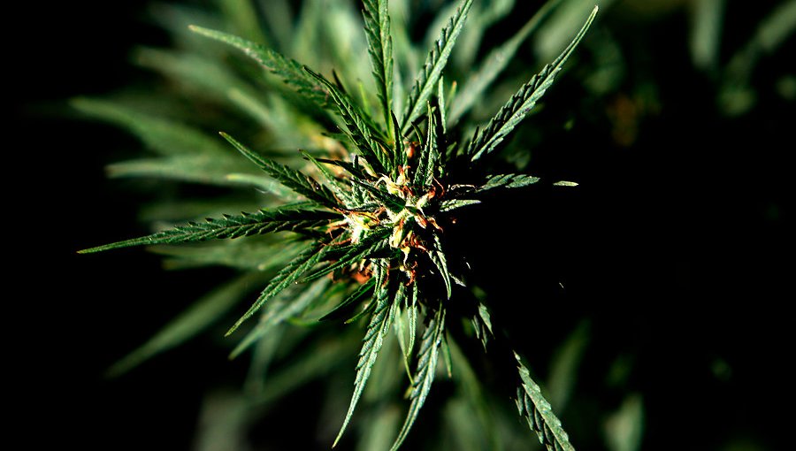 Colegio Médico rechaza recetar marihuana por “falta de respaldo científico”
