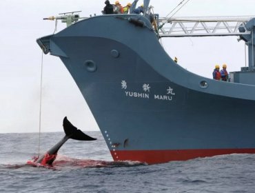 Japón reanudó la caza comercial de ballenas por primera vez en 30 años