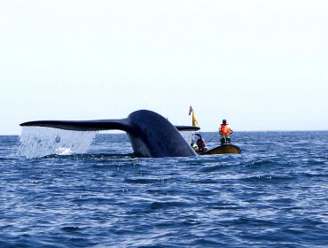 Diputados de Renovación Nacional piden a Japón terminar con la caza de ballenas