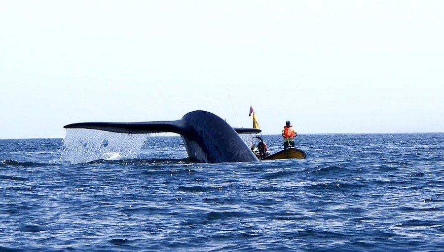 Diputados de Renovación Nacional piden a Japón terminar con la caza de ballenas