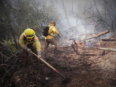 Superficie afectada por incendios forestales disminuyó un 23% en la región de Valparaíso