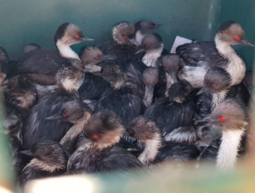 Indignación causa hallazgo de aves que estarían contaminadas con hidrocarburos en Quintero