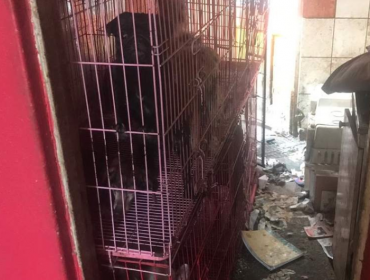 Denuncian grave caso de maltrato de unos 80 animales en Providencia