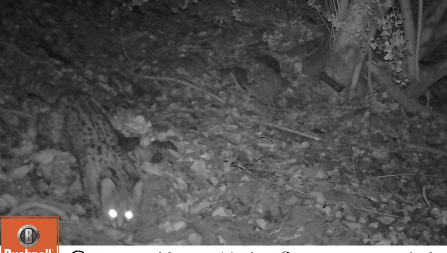 Conaf confirmó la presencia del felino más pequeño de América en parque La Campana de Olmué