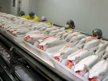 Nova Austral mejorará sistema de producción y admitió fallas en los reportes de mortalidad de salmones