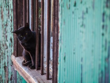 Paseo de hermanas termina en hallazgo de una olla con un gato muerto y aliños en Viña del Mar