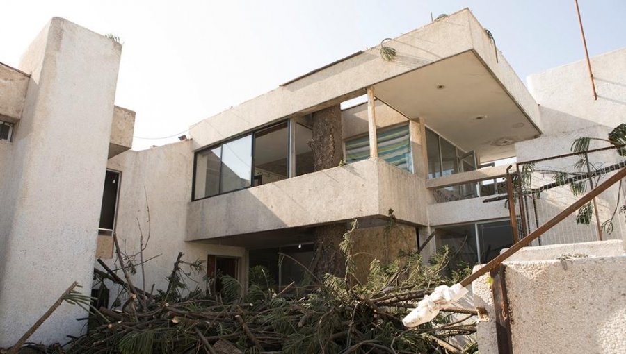 Vecinos del cerro Barón denuncian corte de añoso árbol en polémica propiedad