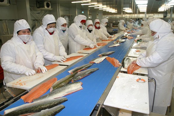 Oceana acusa a salmonera noruega de ocultar datos sobre uso de antibióticos