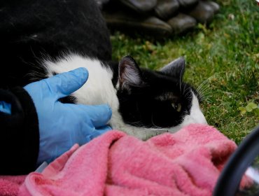 Vecina de Quilpué denunció que su gata fue violada por un hombre