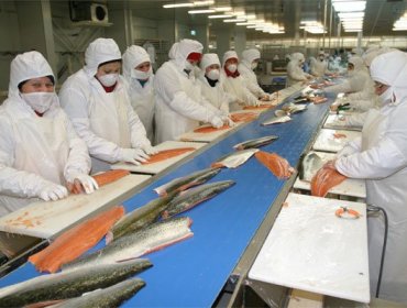 Oceana acusa a salmonera noruega de ocultar datos sobre uso de antibióticos