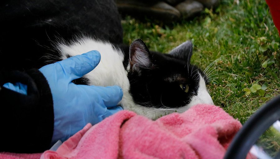 Vecina de Quilpué denunció que su gata fue violada por un hombre