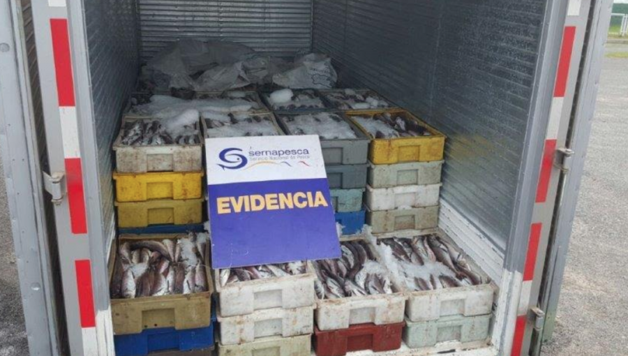 Incautan casi 8 toneladas de merluza común sin acreditación legal: fue donada a hogares