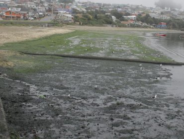 Responsabilizan a Essal por presencia de coliformes fecales en bahía de Ancud