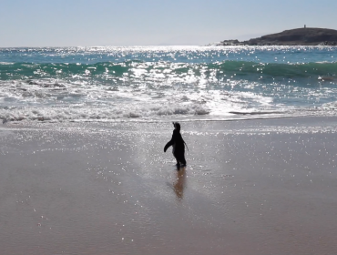 Final feliz en Algarrobo: Pingüino Magallánico volvió al mar tras pasar dos meses en rehabilitación