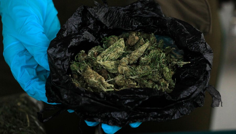 Estudio buscará determinar la potencia de la marihuana que se consume en Chile