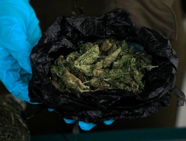 Estudio buscará determinar la potencia de la marihuana que se consume en Chile