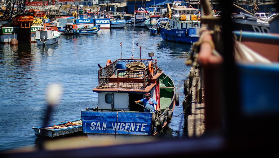 Comisión de Pesca rechazó postergar entrada en vigencia de ley de la jibia