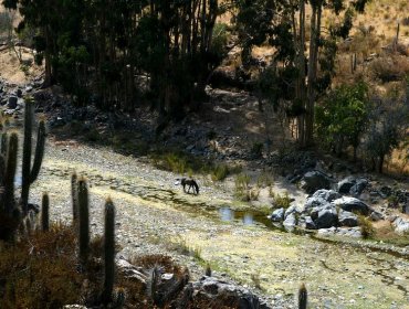 Gobierno decreta Zona de Emergencia Agrícola en la región de Coquimbo