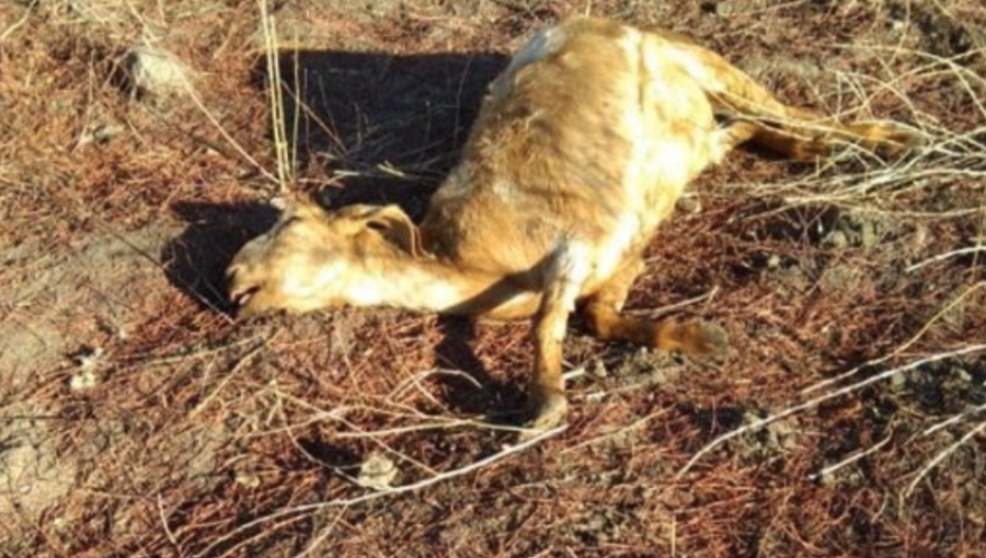 Cerca de 1.000 animales han fallecido producto de la sequía en la comuna de Llay Llay