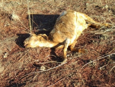 Cerca de 1.000 animales han fallecido producto de la sequía en la comuna de Llay Llay