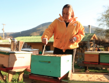 Limache aprueba innovadora ordenanza que busca proteger la actividad apícola de la comuna