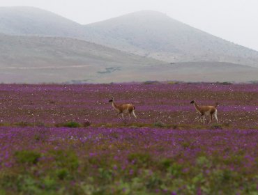 Conaf asegura que este año no habrá desierto florido en la región de Atacama