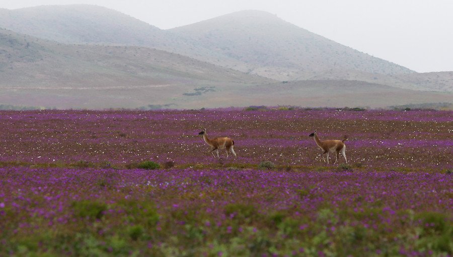 Conaf asegura que este año no habrá desierto florido en la región de Atacama