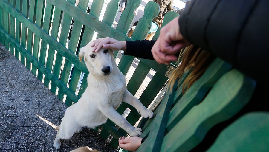 Dictamen de Contraloría autoriza a vecinos a alimentar a perros y gatos callejeros