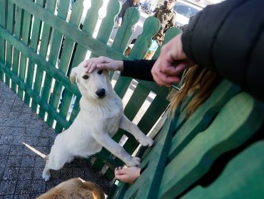 Dictamen de Contraloría autoriza a vecinos a alimentar a perros y gatos callejeros