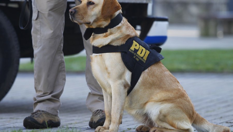 Perro "policía" delató a sujetos con droga avaluada en 10 millones en El Melón