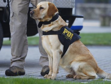 Perro "policía" delató a sujetos con droga avaluada en 10 millones en El Melón