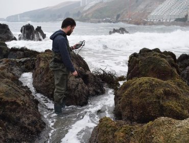 Investigadora UPLA estudia comportamiento de huiro común ante cambios ambientales