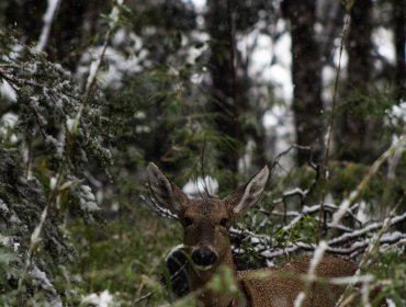 Reintroducen a dos huemules a su hábitat natural en la reserva ecológica Huilo Huilo