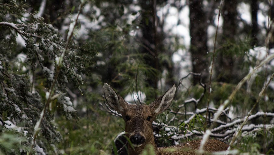 Reintroducen a dos huemules a su hábitat natural en la reserva ecológica Huilo Huilo