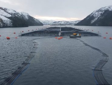 Superintendencia del Medio Ambiente inició cuatro procedimientos sancionatorios contra Nova Austral