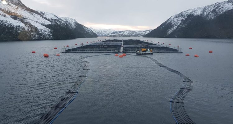 Superintendencia del Medio Ambiente inició cuatro procedimientos sancionatorios contra Nova Austral