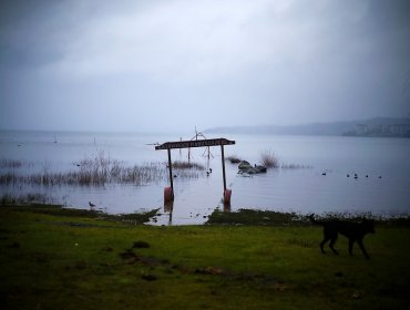 Investigadores determinan que aguas servidas serían el principal contaminante del Lago Villarrica